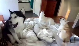 二狗爆料没有了吗视频,揭秘“没有了吗”视频背后的真相